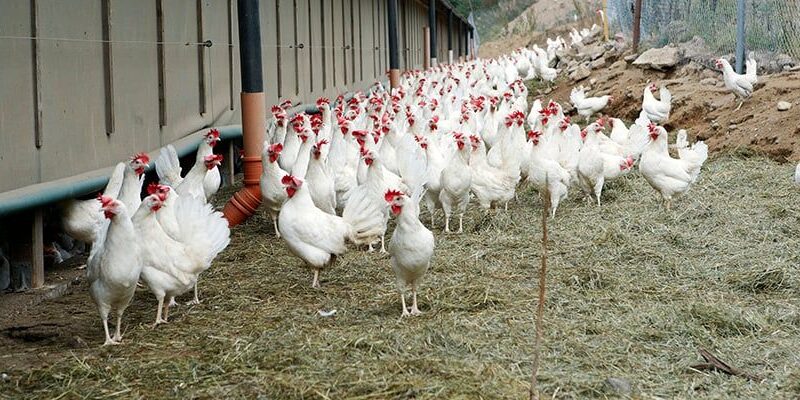 Många vita höns med röda kammar utanför en lada på en gård med halm på marken.