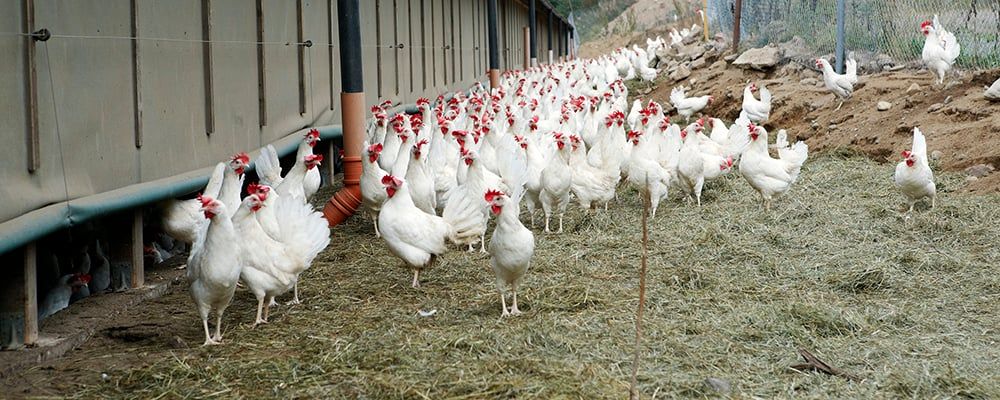 Många vita höns med röda kammar utanför en lada på en gård med halm på marken.
